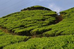Akhir Pekan Menyegarkan di Kebun Teh Puncak, Bogor