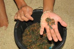 Makan Cacing di Festival Bau Nyale, Konon Bisa Enteng Jodoh