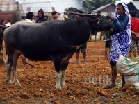 Mengintip Pasar Khusus Kerbau di Toraja