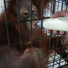 Kabar Gembira! Inilah Satwa Koleksi KBS yang Bunting