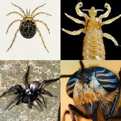 Binatang-binatang ini Diberi Nama Penyanyi Terkenal