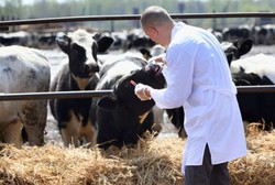 Selain Rabies, Pemerintah Targetkan Indonesia Bebas Brucellosis Tahun 2020