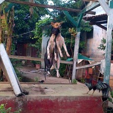 2 Anjing di Depok Dipukuli dan Digantung Hingga Mati karena Isu Babi Ngepet