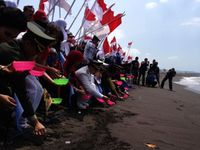 Bupati Banyuwangi Merdekakan Anak Penyu