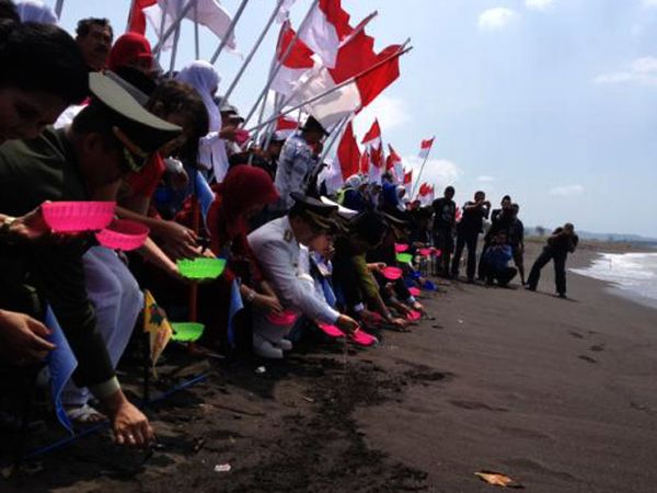 Bupati Banyuwangi Merdekakan Anak Penyu