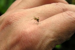 Indonesia Masih Merdeka dari Resistensi Kuman Malaria