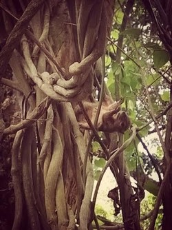 Isu Taman Langsat Angker, Ahok: Itu Supaya Orang Pacaran Nggak Diganggu