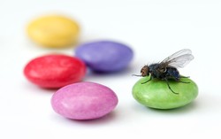 Makanan Dihinggapi Lalat Rumah Terbukti Lebih Kotor Dibanding Terkena Kecoa