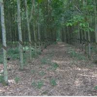 Tawaran Investasi Lahan Pohon Jati, Adakah Risikonya?