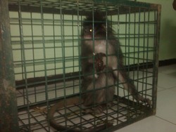 Jual Monyet Langka Maskot PON Jabar, Pria asal Bogor Diamankan BKSDA