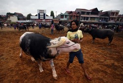 Begini Bentuk Kerbau yang Nilainya Bisa Milyaran Rupiah