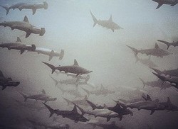 Nekat! Fotografer Ini Potret 200 Hiu Tanpa Pengaman