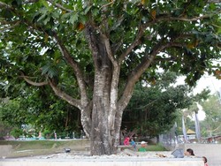 Di Bawah Pohon Ini, Lahir Cikal Bakal Pancasila