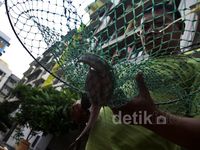 Warga Rusun Marunda Budidayakan Lele