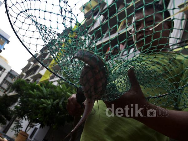 Warga Rusun Marunda Budidayakan Lele