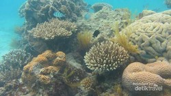 Karimunjawa, Atas dan Bawah Lautnya Indah