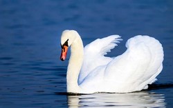 Penelitian pada Kerangka Raja Richard III Ungkap Makanan Favorit Sang Raja