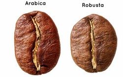 Mana yang Lebih Nikmat? Kopi Arabika atau Robusta?