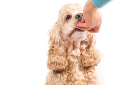 Hati-hati, 8 Makanan Manusia yang Berbahaya Jika Dikonsumsi Hewan Peliharaan (2)