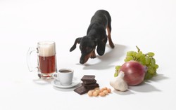 Hati-hati, 8 Makanan Manusia yang Berbahaya Jika Dikonsumsi Hewan Peliharaan (1)