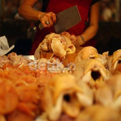 RI Bakal Ekspor Ayam Potong ke Jepang