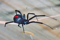 Digigit Laba-laba Saat Nonton TV, Pria Ini Pendarahan Parah dan Meninggal