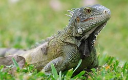 Terancam Krisis Pangan, Ahli Pemerintahan Nikaragua Sarankan Konsumsi Iguana