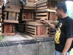 55 Ekor Landak Tangkapan Polisi Diserahkan ke BBKSDA Sumut