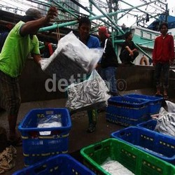 Jatah BBM Subsidi Nelayan Dikurangi, Produksi Ikan Bakal Turun 10%