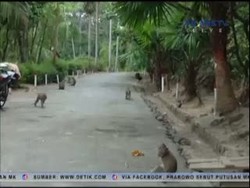 Ratusan Monyet Masuk Perkampungan