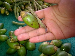 Ini Rahasia Gigi Kuat Orang Papua