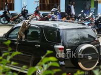 Monyet Ekor Panjang Serbu Pemukiman Warga