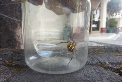 Dari Spesies Inilah, Ekstrak Jaring Laba-laba Kreasi Mahasiswa UGM Dibuat