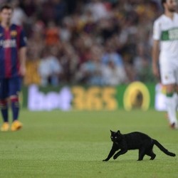 Ketika Seekor Kucing Hitam Datangi Camp Nou dan Ganggu Laga Barca