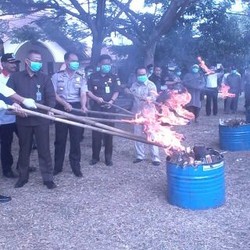 Polres Serang Musnahkan Ganja Kering Seberat 77 Kg