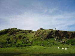 Ada Padang Rumput Secantik Ini di Flores