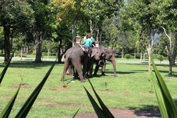 Liburan Beda di Borobudur: Naik Gajah!