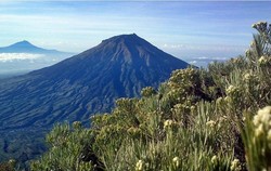 Perjuangan Berat Berdiri di Puncak Gunung Sumbing & Sindoro