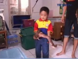 Bocah Dua Tahun Ini Miliki Kebiasaan Bermain dengan Ular Sanca