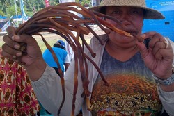 Cacing Laut, Obat Keperkasaan Pria Papua