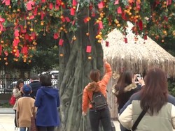 Percaya Tak Percaya, Pohon di Hong Kong Ini Bisa Mengabulkan Doa