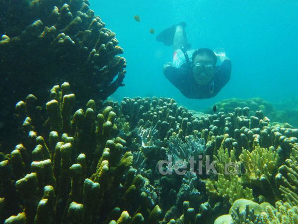 Menikmati Keindahan Bawah Laut Pulau Pahawang