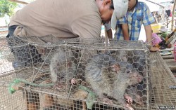 Permintaan Daging Tikus Liar untuk Konsumsi dari Kamboja Makin Meningkat