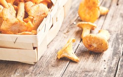 Turis di Austria Jual Jamur Ilegal untuk Biayai Liburan