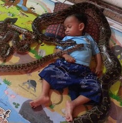 Aneh, Balita di Makassar ini Hanya Mau Tidur Ditemani Ular