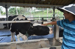 Cimory Tidak Cuma di Puncak, Semarang Juga Punya