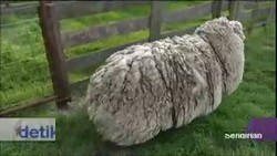 Baru Ditemukan, Shaun The Sheep Diduga 6 Tahun Berkelana Sendirian