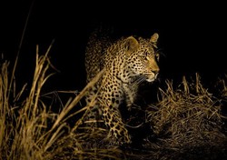 8 Kegiatan Traveling yang Lebih Asyik Dilakukan Saat Malam (2)