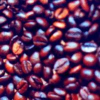 3 Negara Ini Berani Beli Biji Kopi Toraja Rp 450.000/Kg