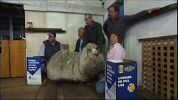 Gagal Pecahkan Rekor, Ini Penampakan Shaun The Sheep Pasca Dicukur